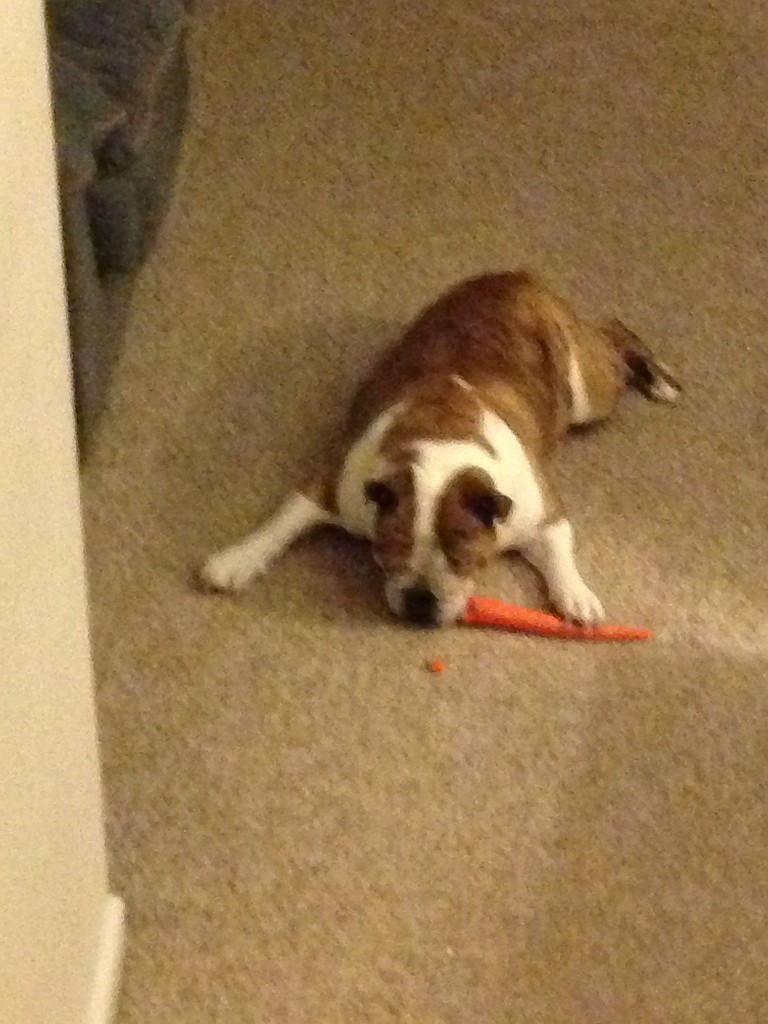 Annie eating carrots