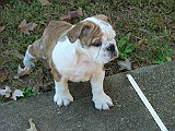 20091108_155419_.JPG