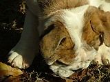 20091113_155248_.JPG