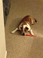 Annie eating carrots.jpg