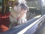 Annie5-2010Car1.jpg