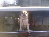 Annie5-2010Car2.jpg