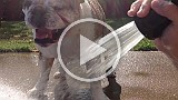 IMG_0100.mp4