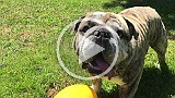 IMG_0025.mp4