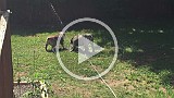 IMG_0241.mp4