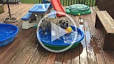 IMG_0290.mp4