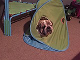 IMG_0526.JPG