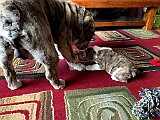 IMG_0592.jpg