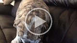 IMG_2025.mp4