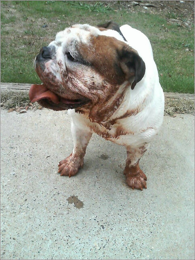 MuddTuff