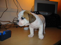 Tuffy October 03 005