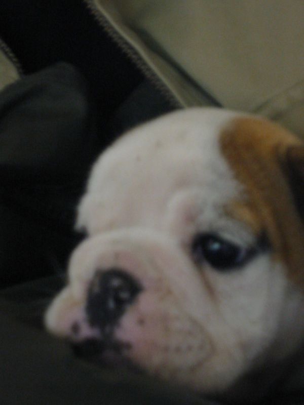 Tuffy'sFirstNightHome002