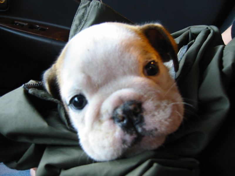 Tuffy'sFirstNightHome003