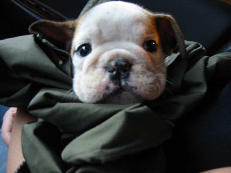 Tuffy'sFirstNightHome004