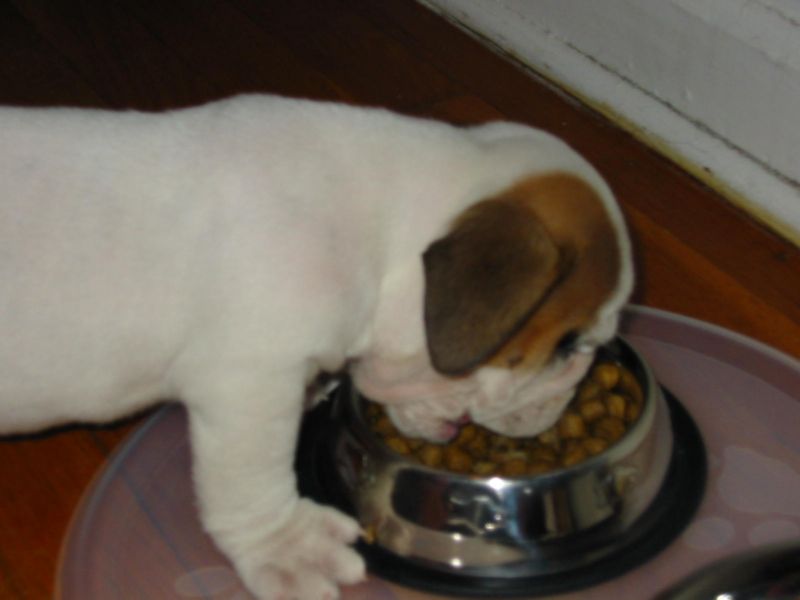 Tuffy'sFirstNightHome005