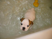 TuffyBathTime10-03 001