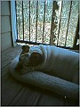 ChillinOnBalcony.jpg