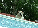 DSCF0021.JPG