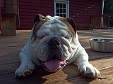 IMG_20110512_180328.jpg