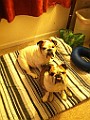 IPhone Pics 002.JPG
