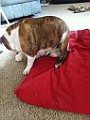 IPhone Pics 009 (2).JPG