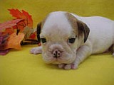 Tracy'sMale9-12.jpg