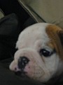 Tuffy'sFirstNightHome002.jpg