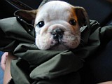 Tuffy'sFirstNightHome004.jpg