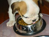 Tuffy'sFirstNightHome006.jpg