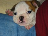 Tuffy'sFirstNightHome009.jpg