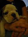 Tuffy'sFirstNightHome010.jpg