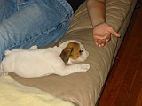 Tuffy'sFirstNightHome015.jpg
