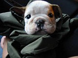 Tuffy'sFirstNightHome5.jpg