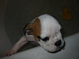 TuffyBathTime10-03 004.jpg