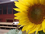 20090710_017.JPG