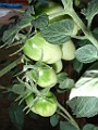 20090710_043.JPG