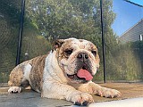 IMG_4532.jpg