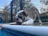IMG_4585.jpg